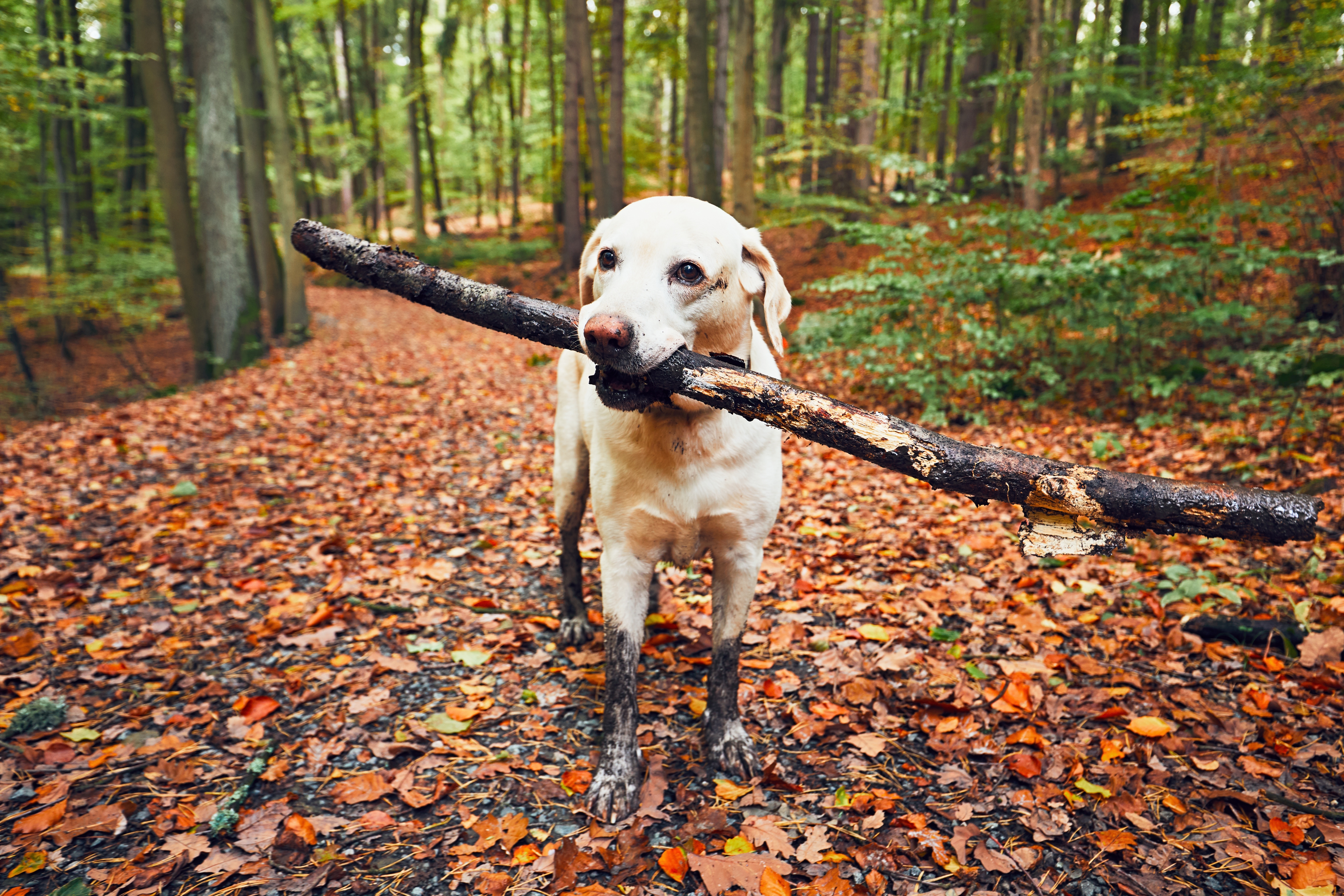 Hundespaziergang
