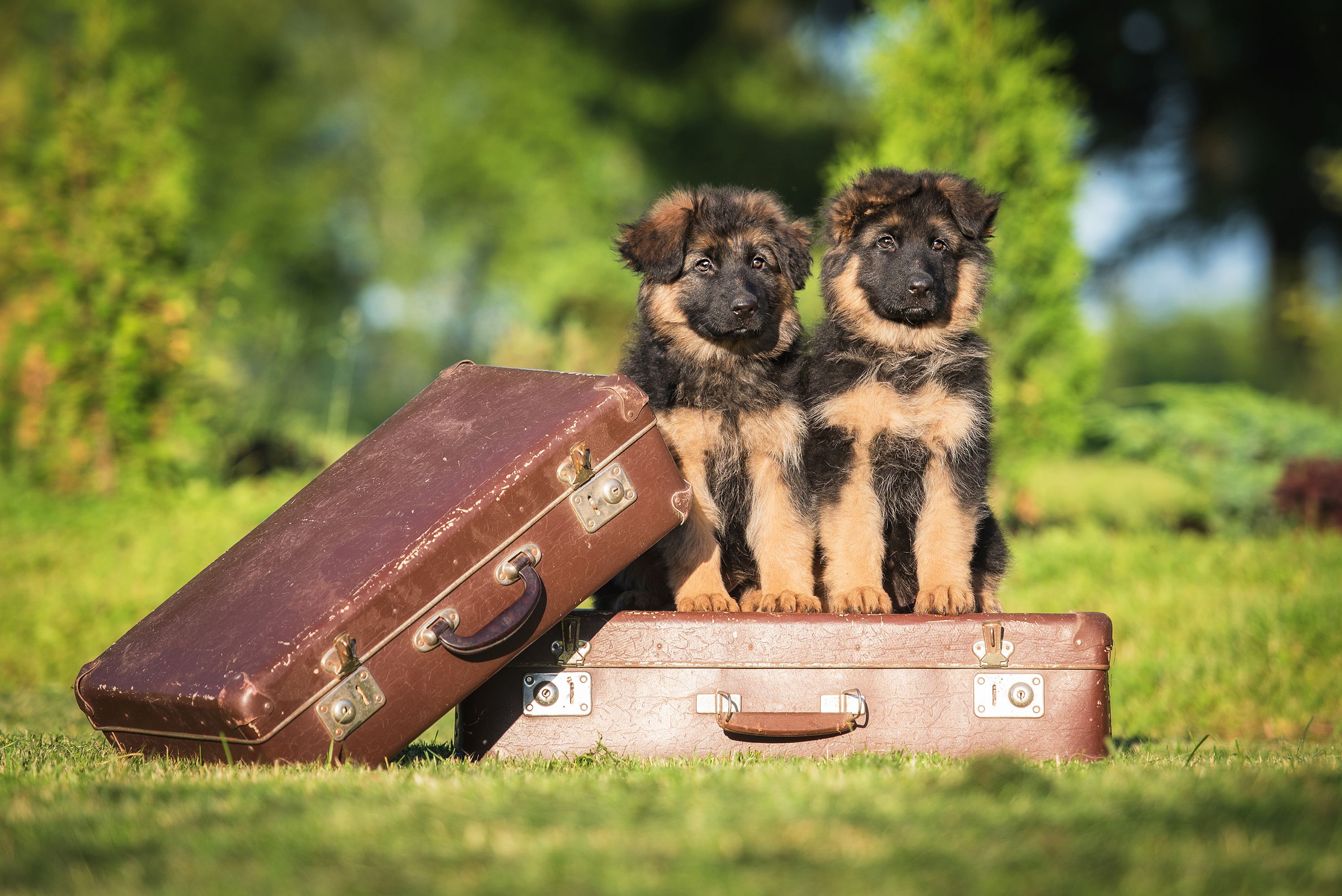 Hund mit Koffer