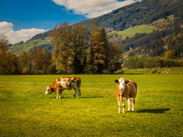 Obertrattenbachhof